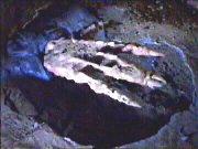 Bone structure of a Chig hand